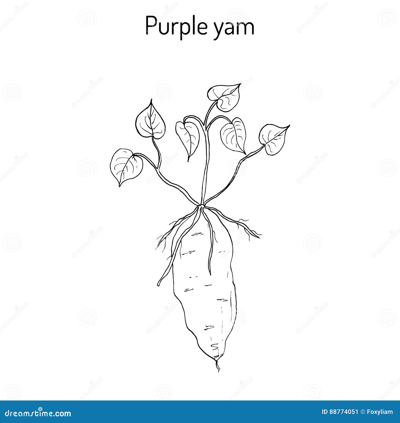 Yam Cartoons, Illustrations & Vector Stock Images - 1479 Pictures to