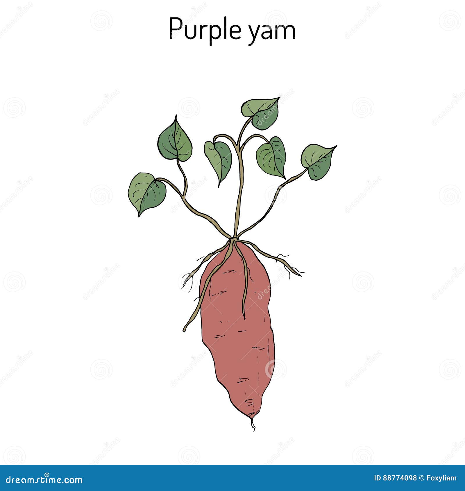 Purple yam Dioscorea alata stock vector. Illustration of tuber - 88774098