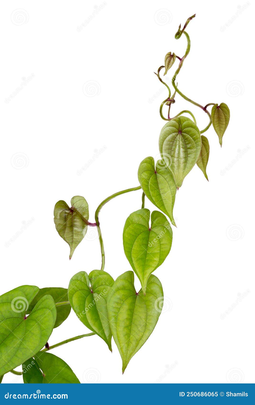 Purple Yam, Ube or Greater Yam Plant Vine on White Stock Image - Image ...
