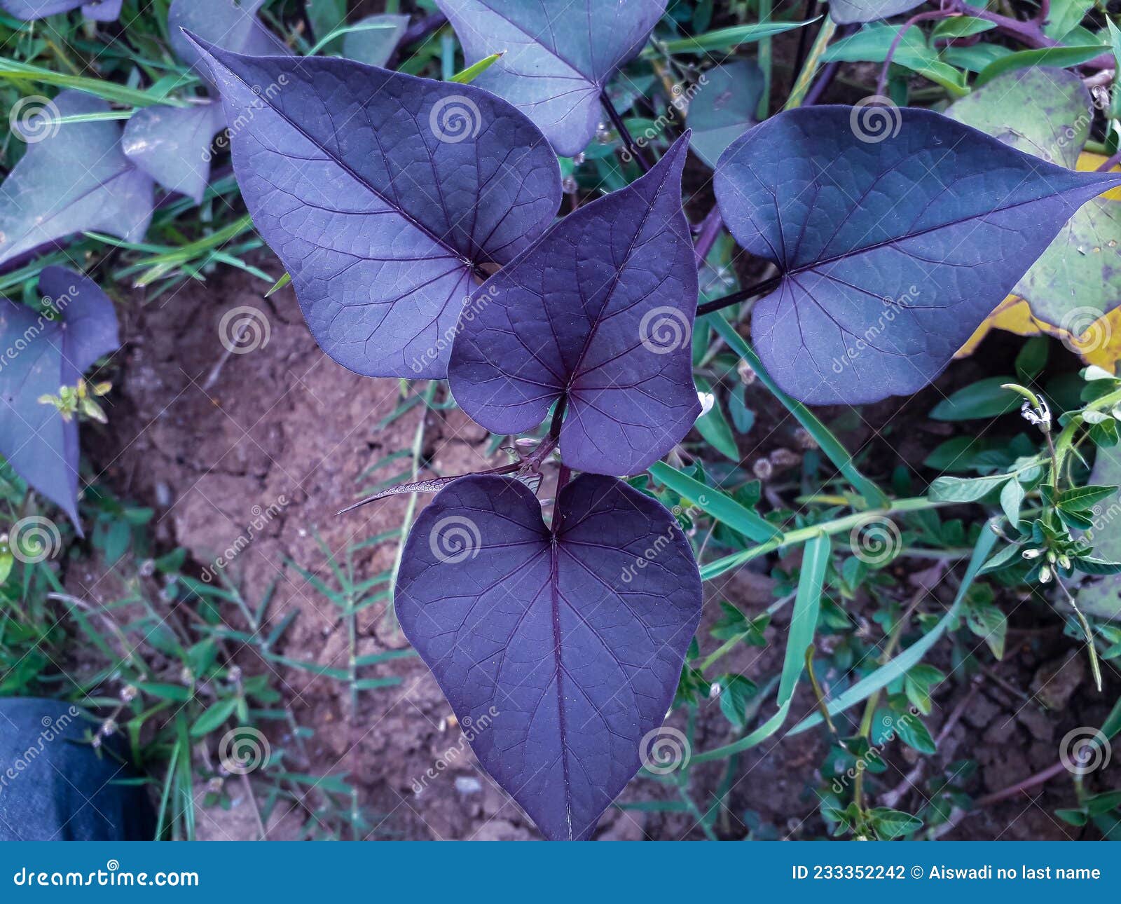 Purple yam tree on farm stock photo. Image of herb, leaf 233352242