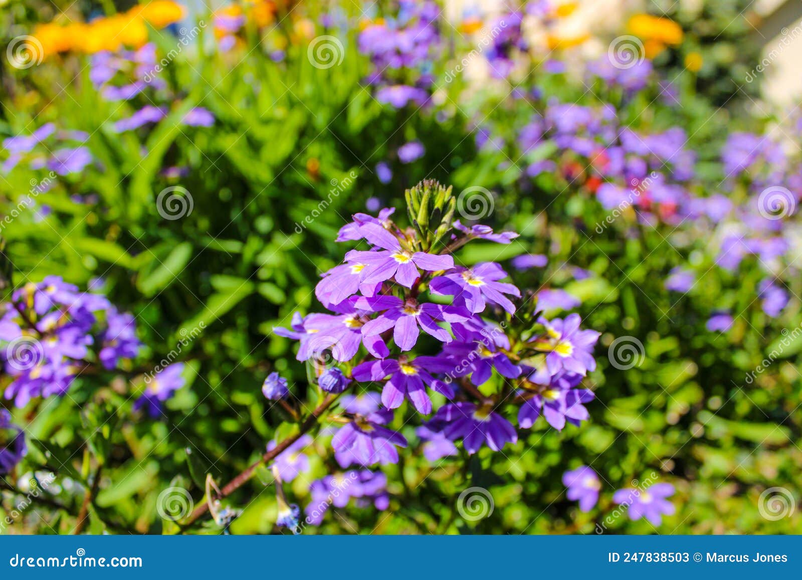 A Purple and Yellow Fan Flower Scaevola Aemula, Also Known Simply As ...