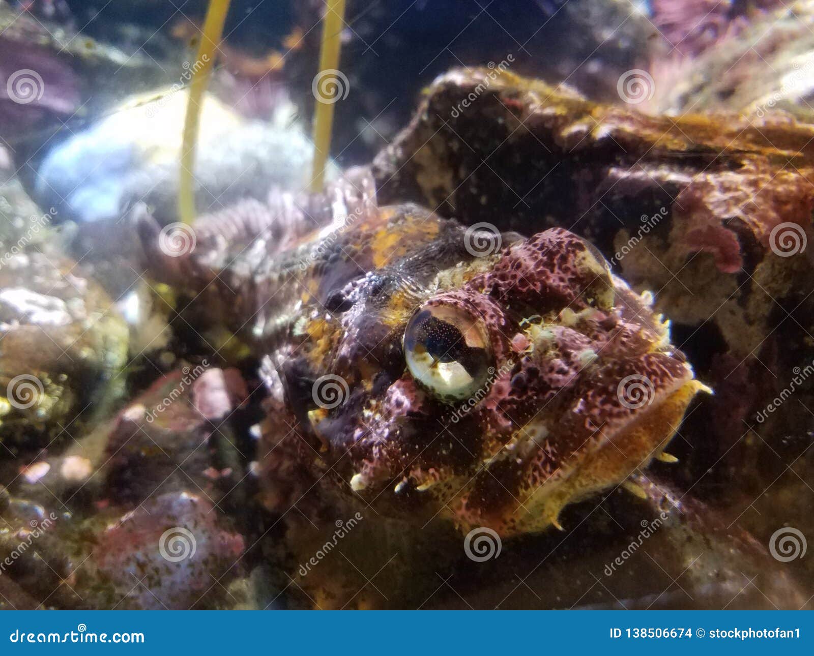 Purple and Yellow Fish in Aquarium or the Ocean Stock Photo - Image of