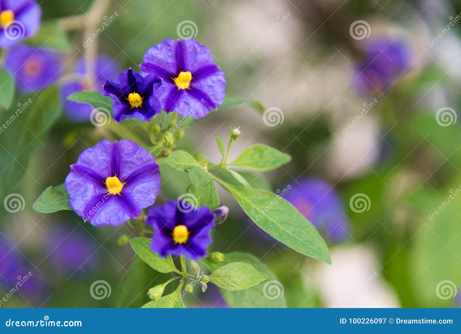 Purple and yellow flower stock image. Image of purple - 100226097