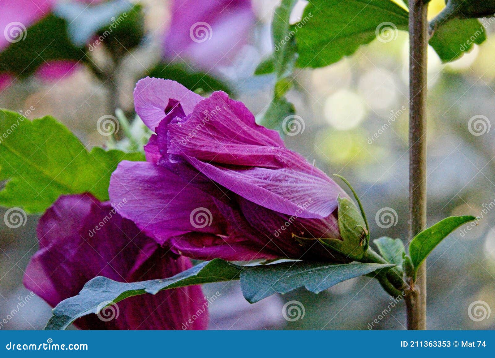 Purple and yellow flowers stock image. Image of pollinate - 211363353