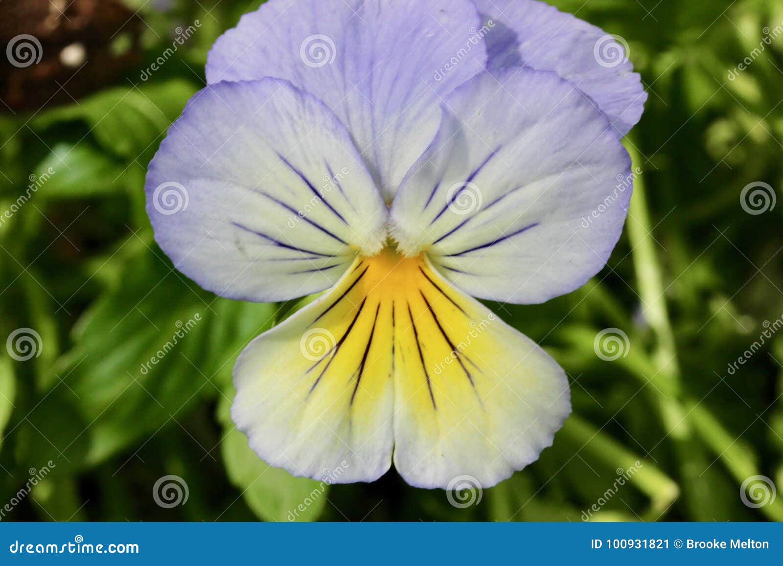 Purple and Yellow Pansy Surrounded by Green Leaves Stock Image - Image ...