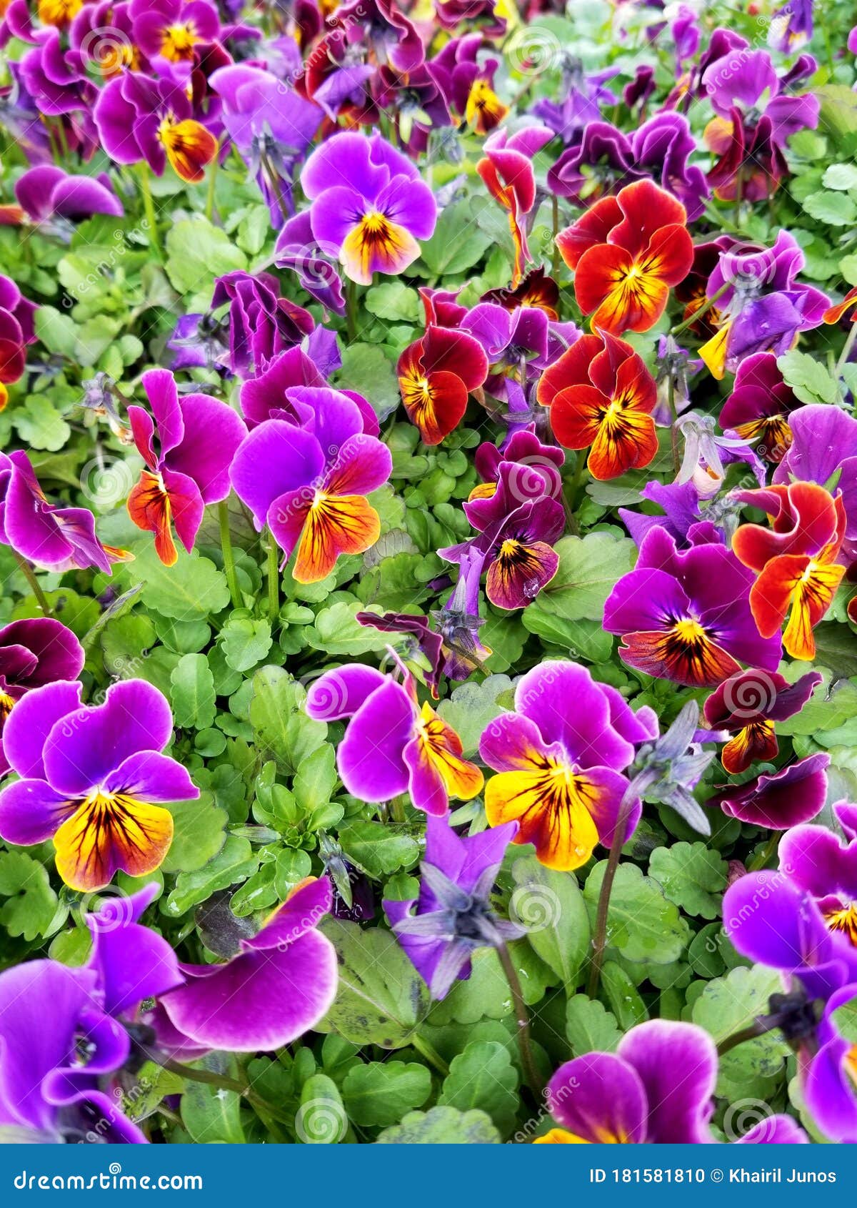 Purple, Yellow and Red Color of Pansies Flowers Stock Photo - Image of ...