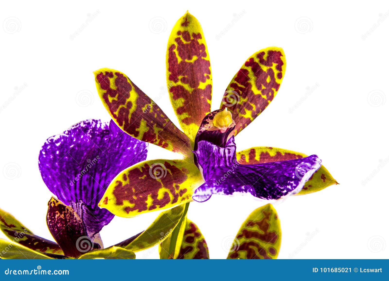 229 Red Oncidium Stock Photos - Free & Royalty-Free Stock Photos from  Dreamstime