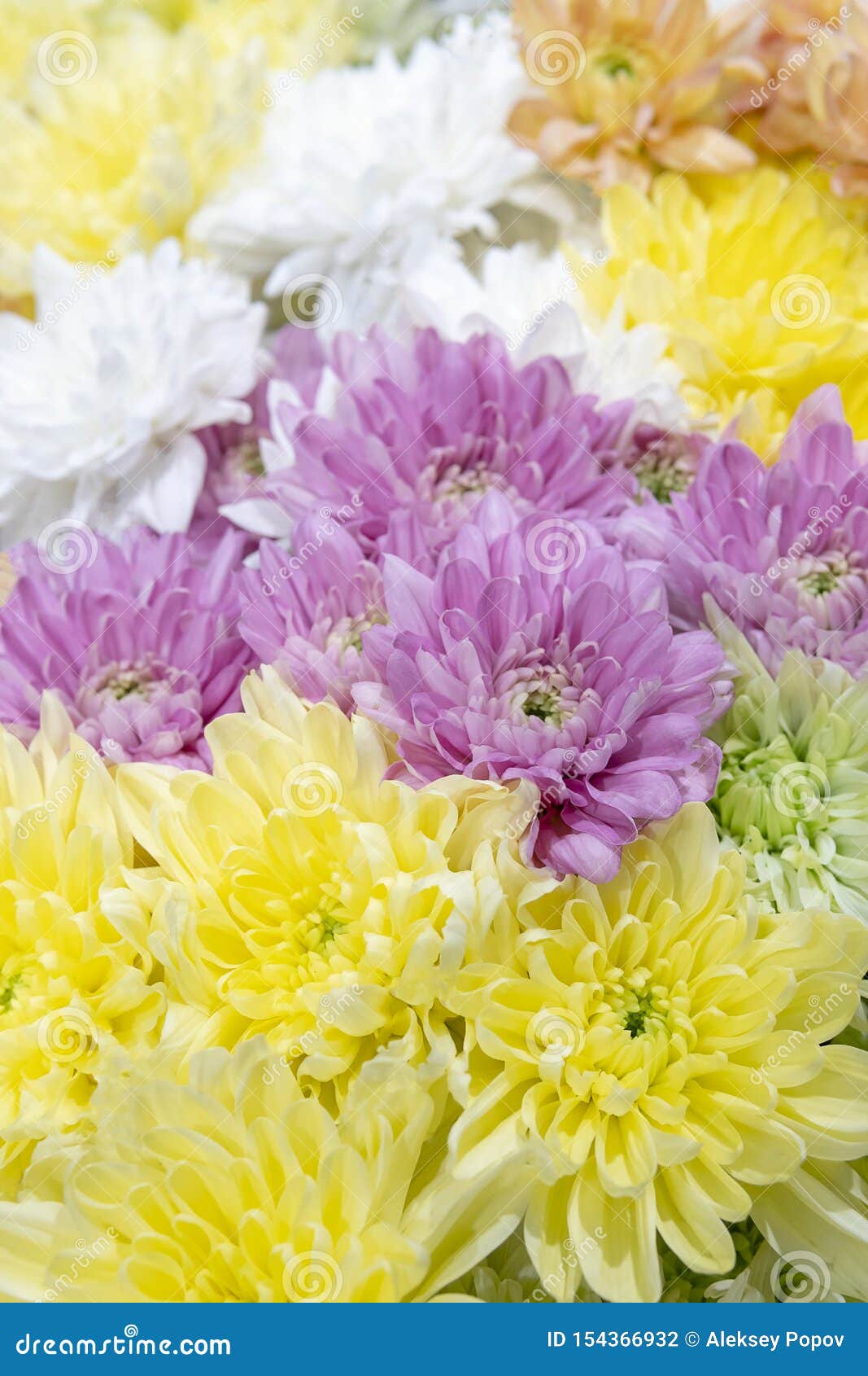 Purple, Yellow and White Chrysanthemums Stock Photo Image of head