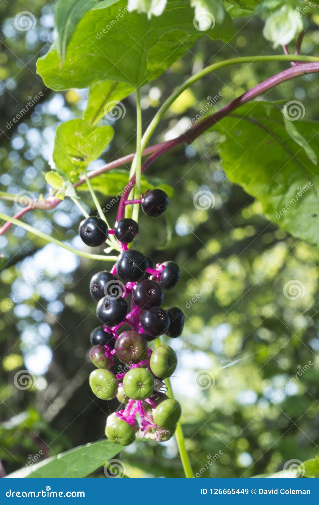 Purpleand-Grünbeeren Auf Stamm Stockbild - Bild von gefüllt, voll: 126665449