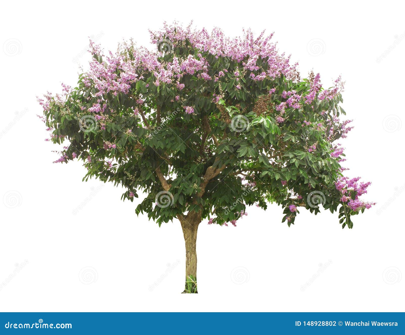 purple flowering tree  from the white background