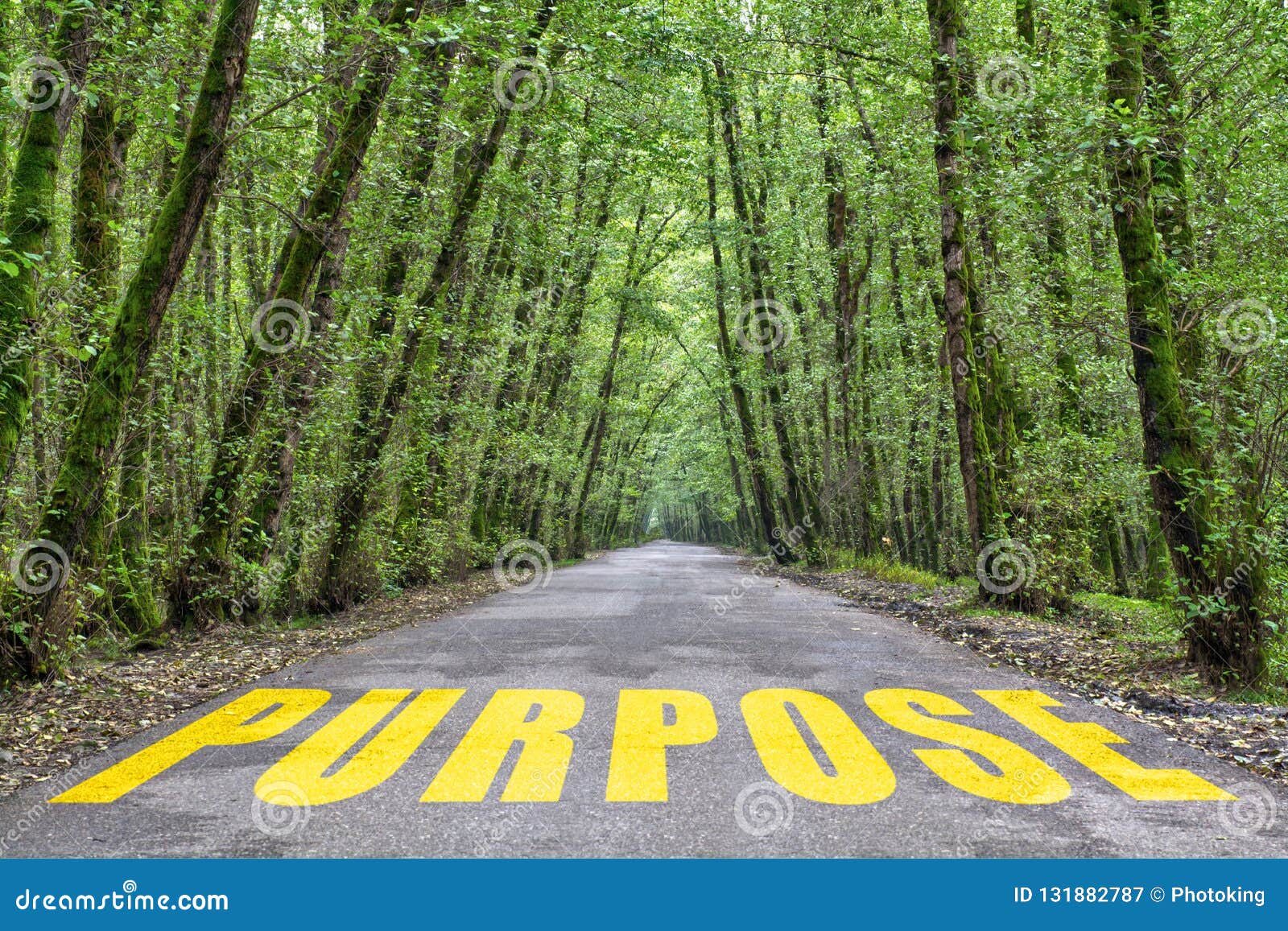 jungle road to purpose