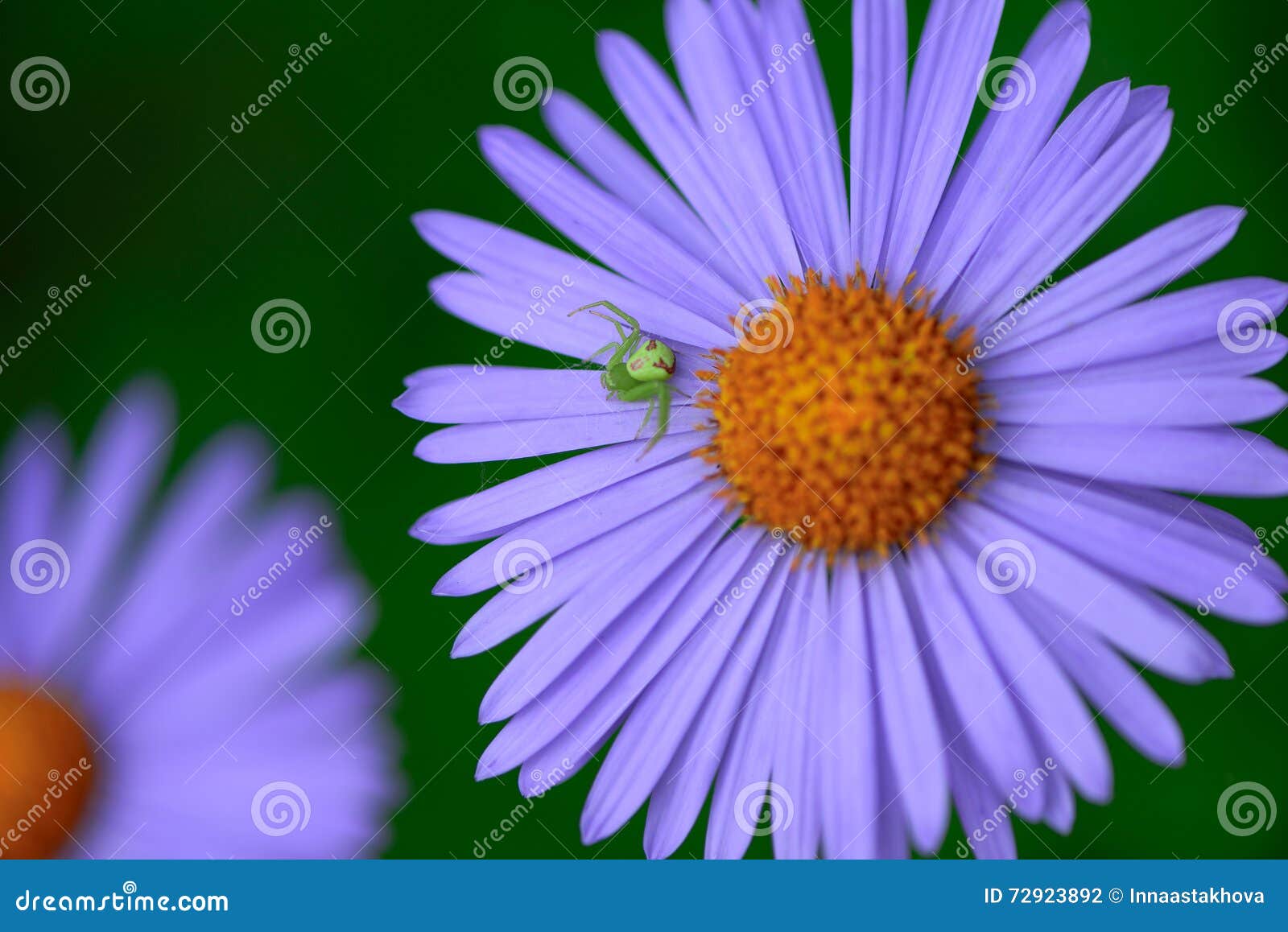 purpure chamomile flowers