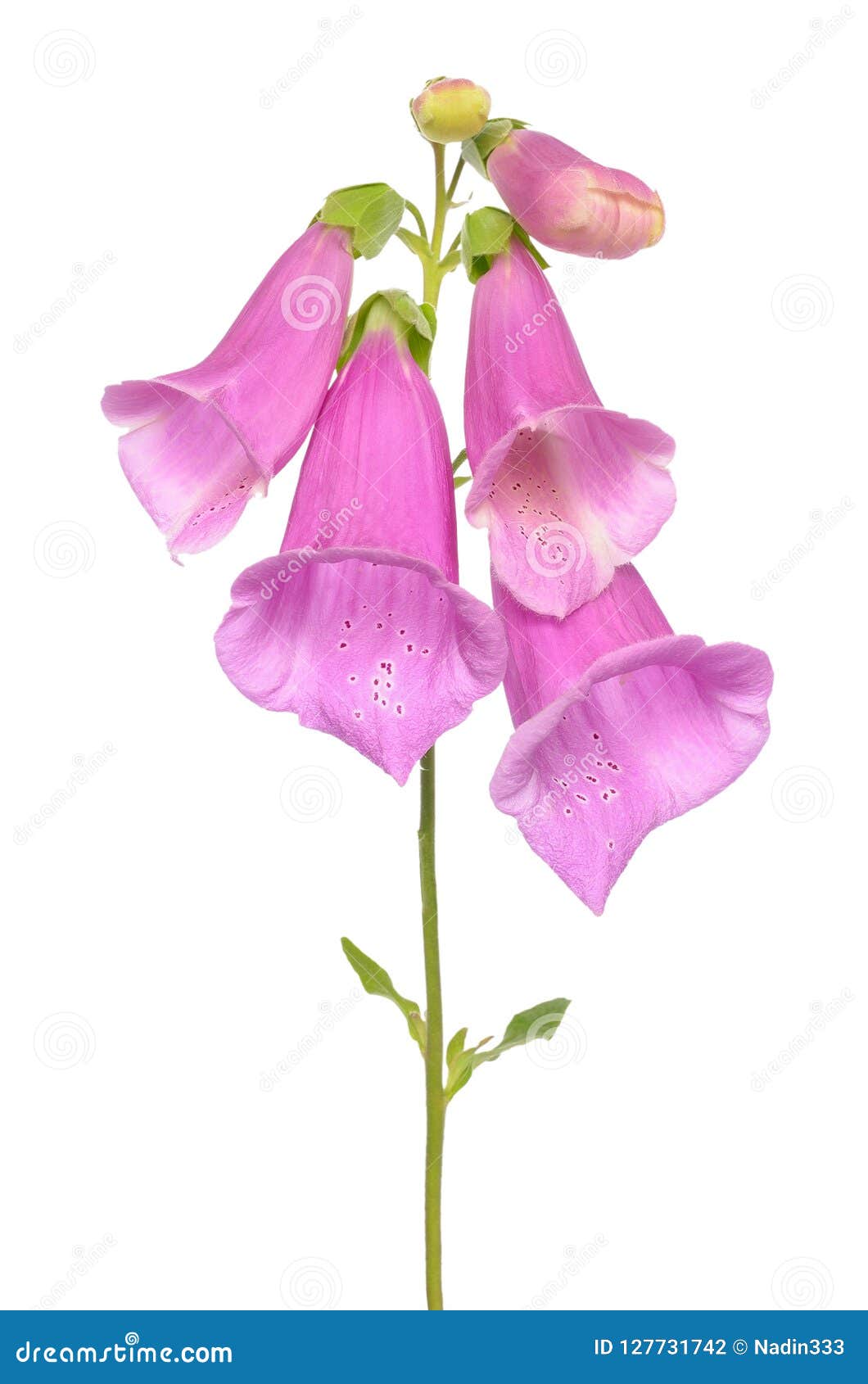 Digitalis Purpurea, Dedaleira Isolada Foto de Stock - Imagem de branco,  perene: 127731742, image size:1060x1690