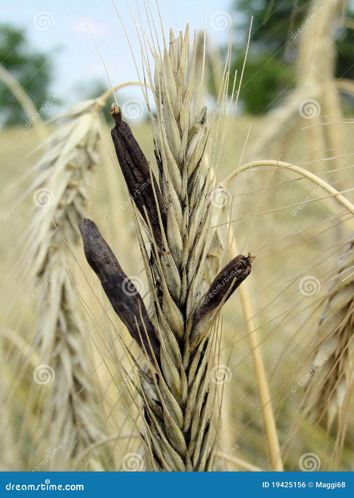 Purpurea del Claviceps foto de archivo. Imagen de cebada 19425156