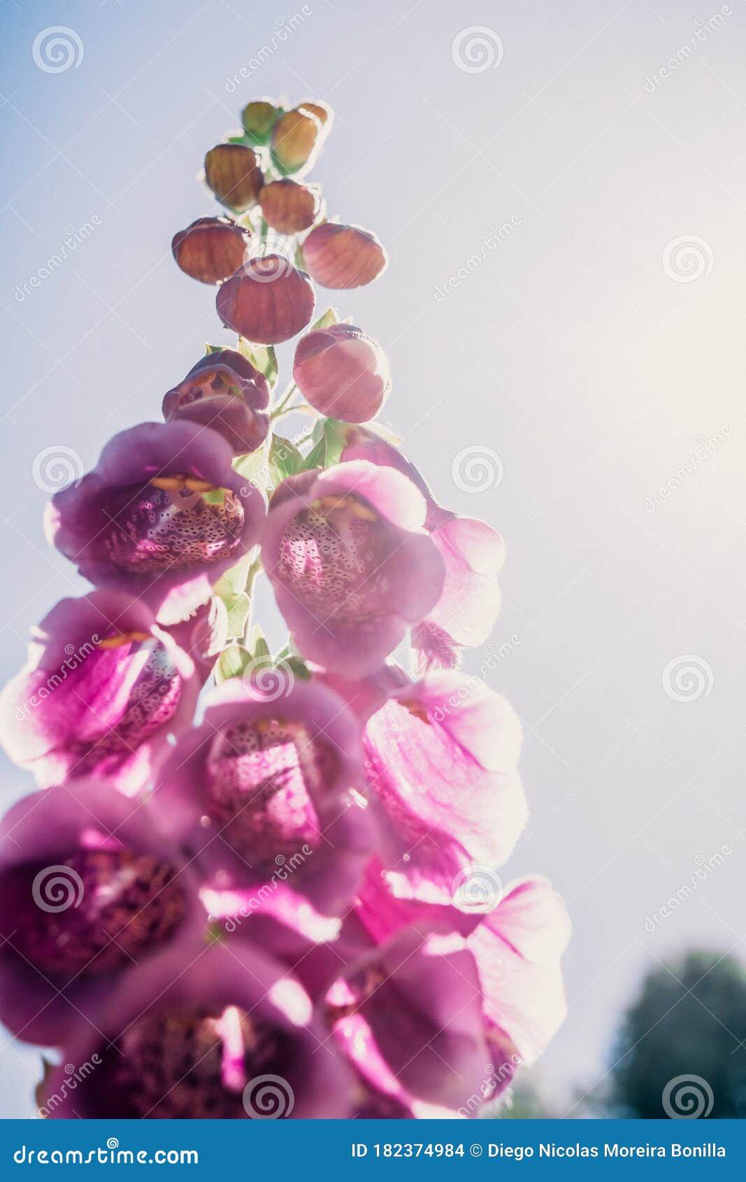 purpurea digitalis flower in patagonia chile