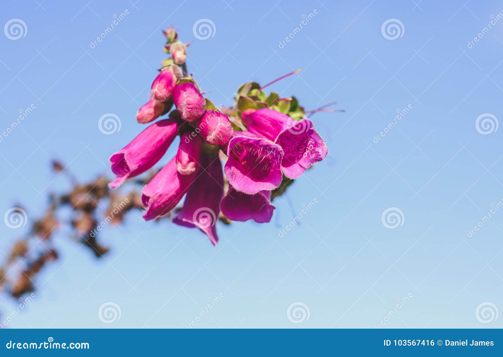 Purpurea roxo da digital da flor da digital. As flores roxas da digital em uma haste durante o tempo de mola em Cannock perseguem, Inglaterra