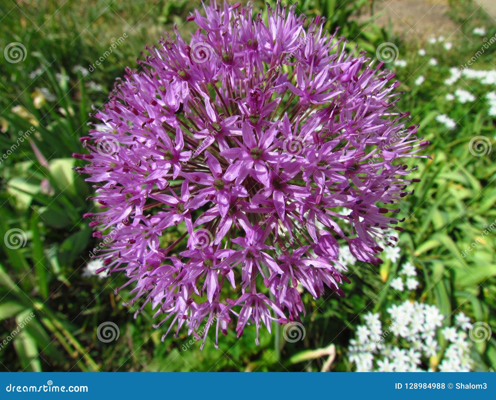 Purpurfärgad blomma av kultiverad trädgårds- vitlök, botanisk känd Allium, dekorativ trädgårds- växt