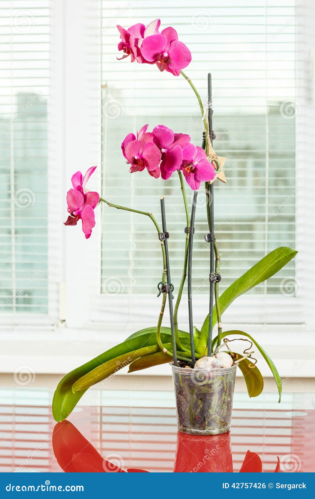 Purpurfärgad orchid Krukablomma i genomskinlig blomkruka houseplant