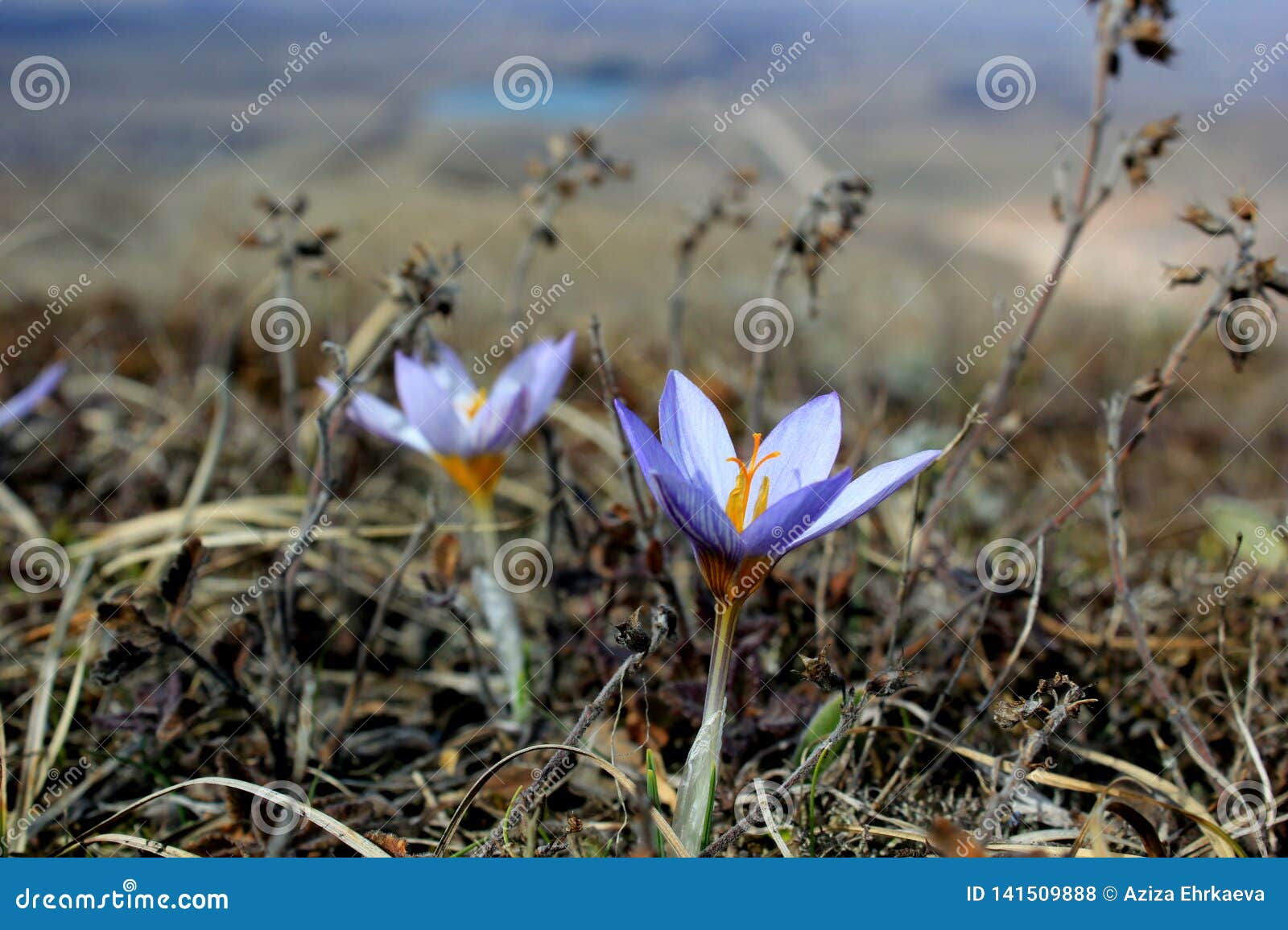 varmt verna blommar