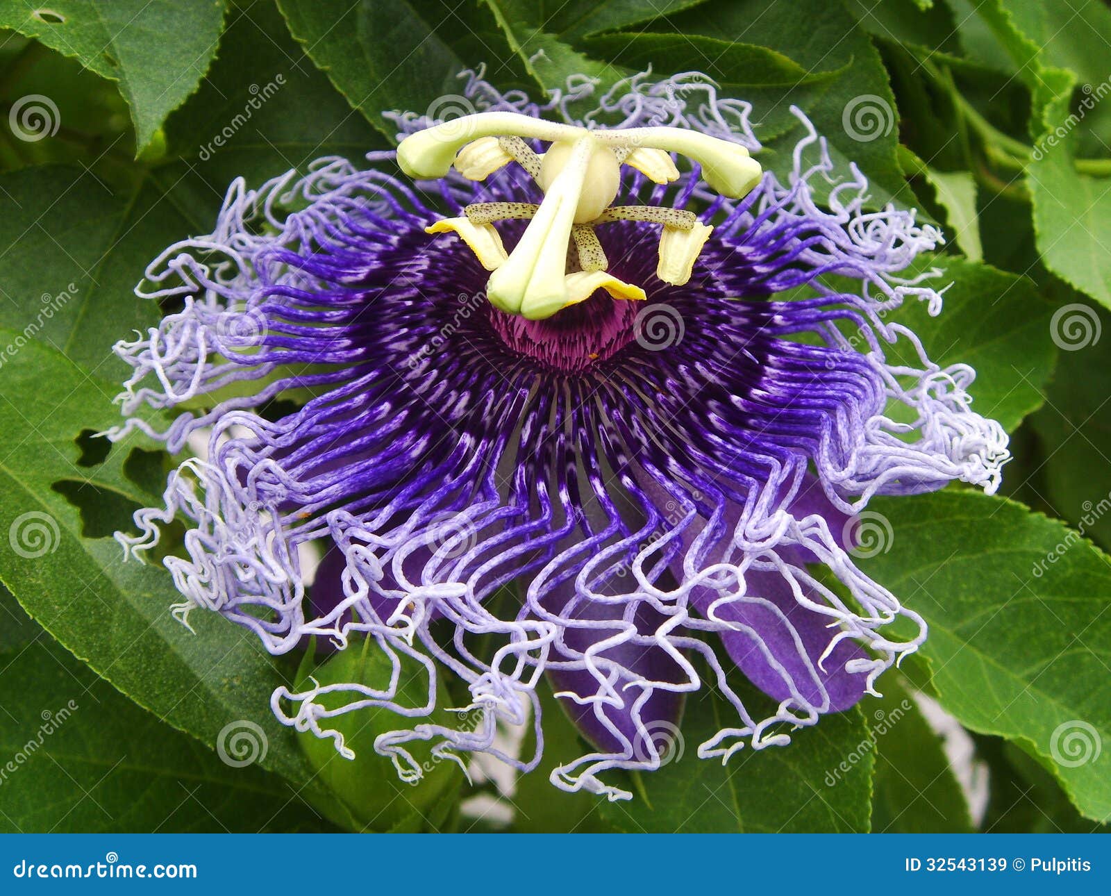Purpurowy passionflower. Purpurowy Passiflora incarnata lub passionflower