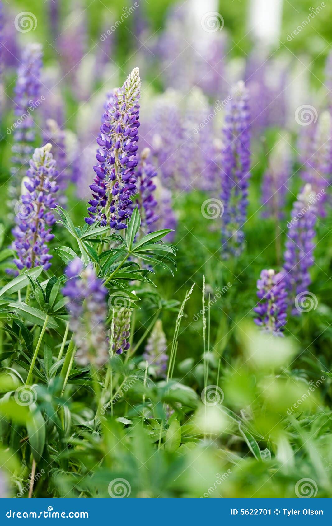 Purpurrote LupineBlume stockbild. Bild von blumenblatt 5622701