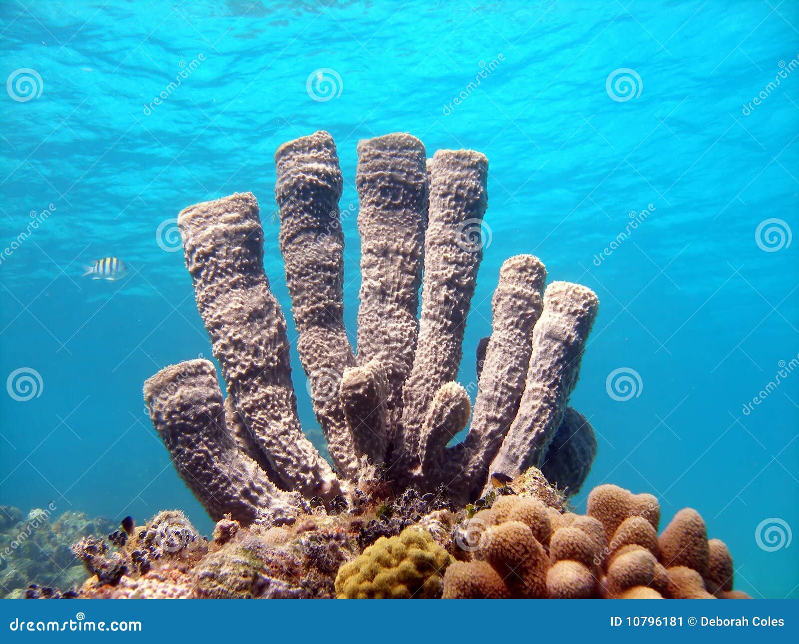 Ein vibrierender purpurroter Gefäßschwamm auf einem flachen sonnigen Sturzflug in den Cayman Islands.