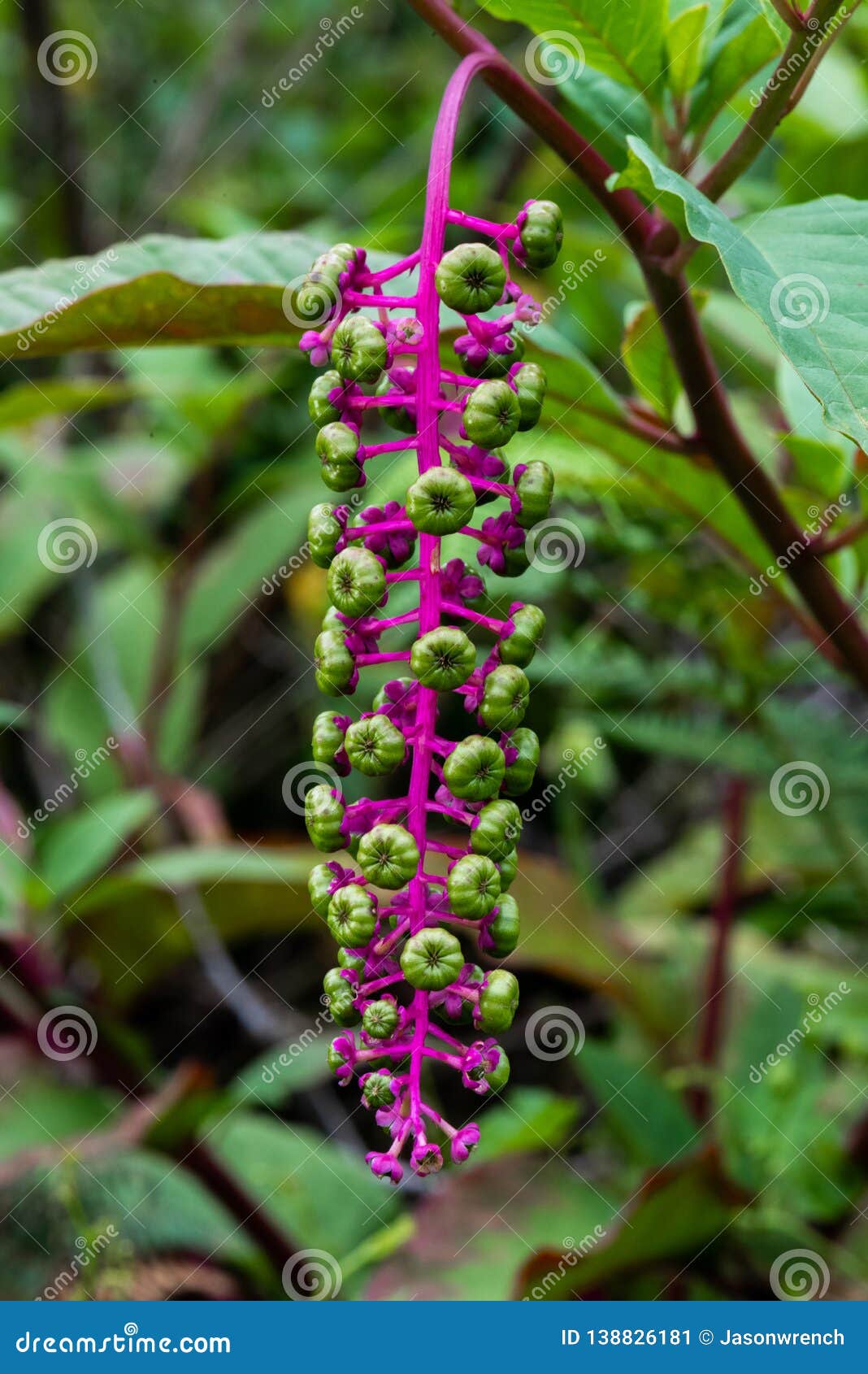 eindringling, Beeren 138826181 - Und Stamm Phytolaccaanlage rosa: Stockbild Grüne Einer Bild Purpurroter von