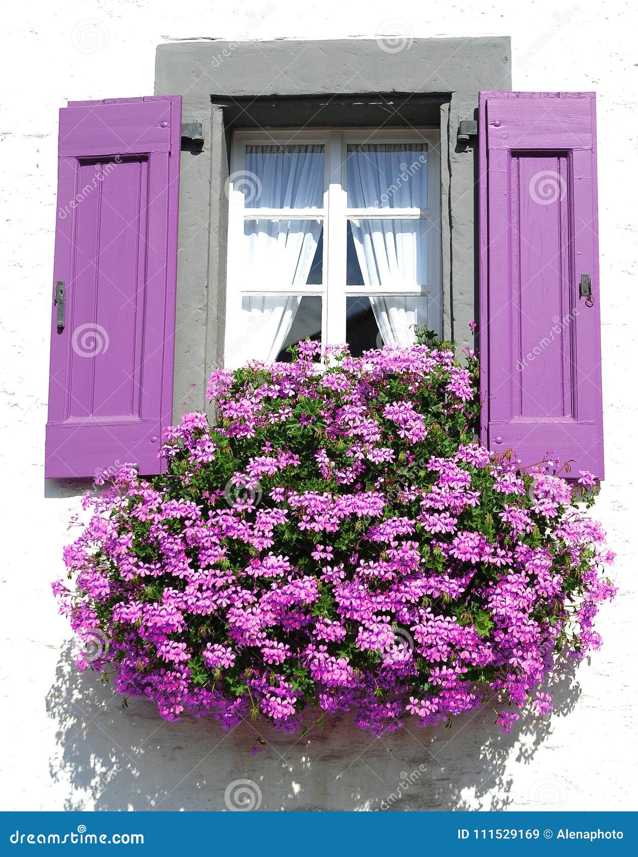 Purpurrotes Fenster Mit Blumen Stockbild Bild von schön