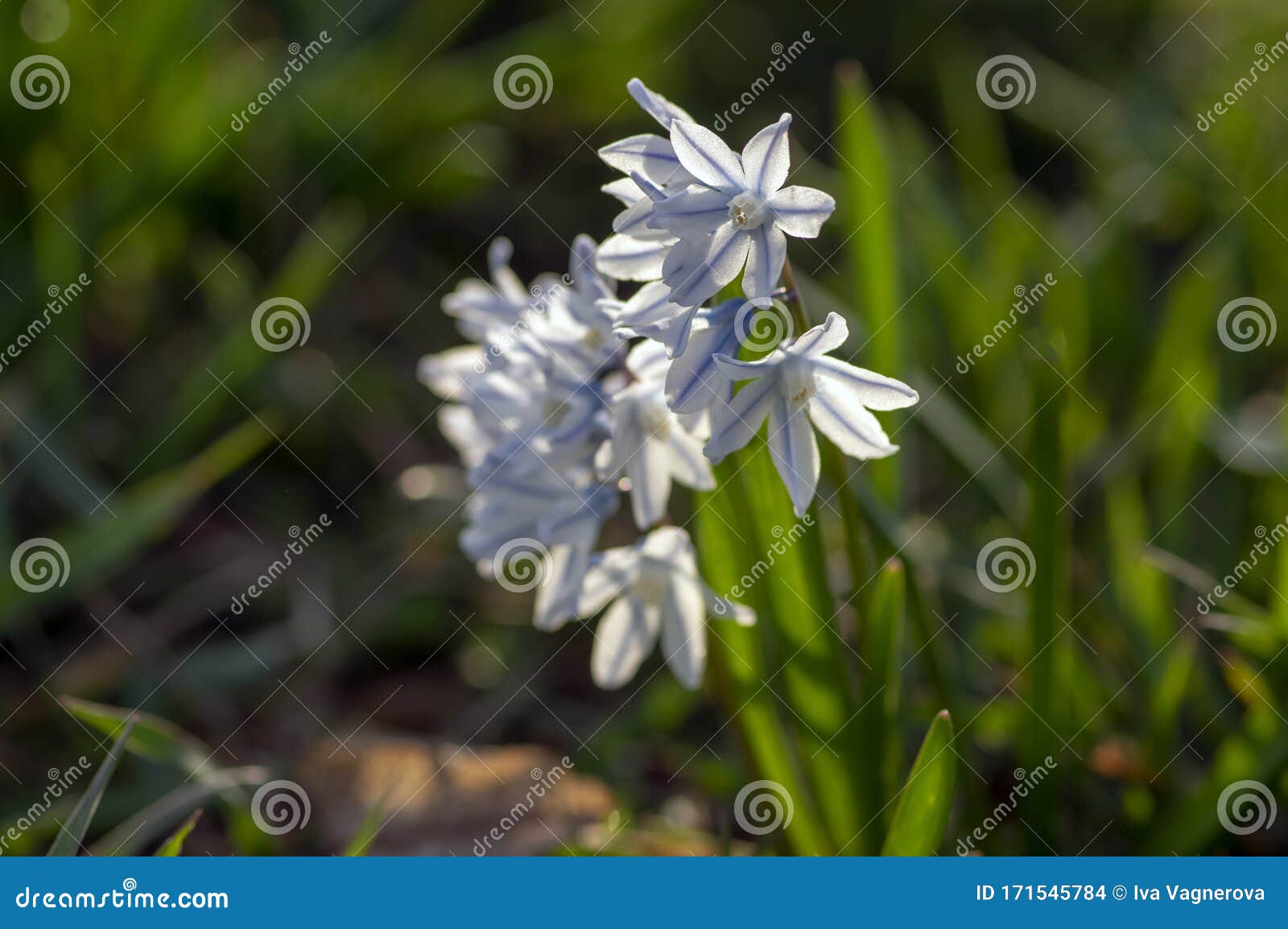 Puschkinia Cilloides Flores Bulbosas De Primavera Temprana En Flor, Pequeña Planta Blanca Y Azul Florida, Llamada Cuenca De Leban Foto de archivo - Imagen de asoleado, cubo: 171545784 Puschkinia Cilloides Flores Bulbosas De Primavera Temprana En Flor, Pequeña Planta Blanca Y Azul Florida, Llamada Cuenca De Leban Foto de archivo - Imagen de asoleado, cubo: 171545784