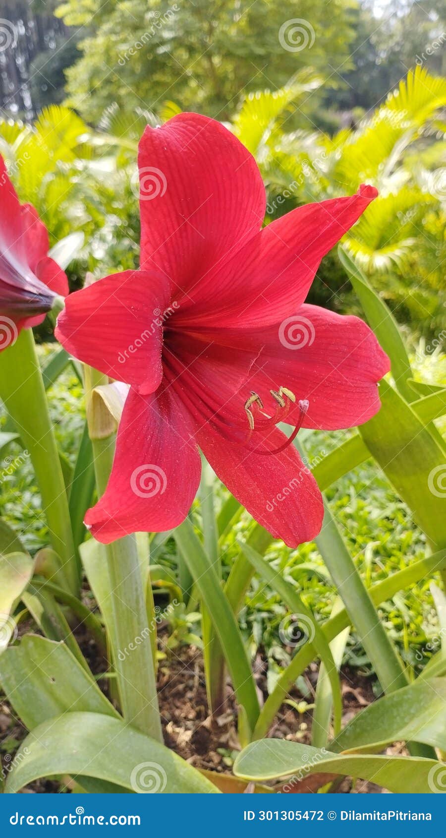 puspa patuk, brojol flower or brambang procot (amaryliis sp)