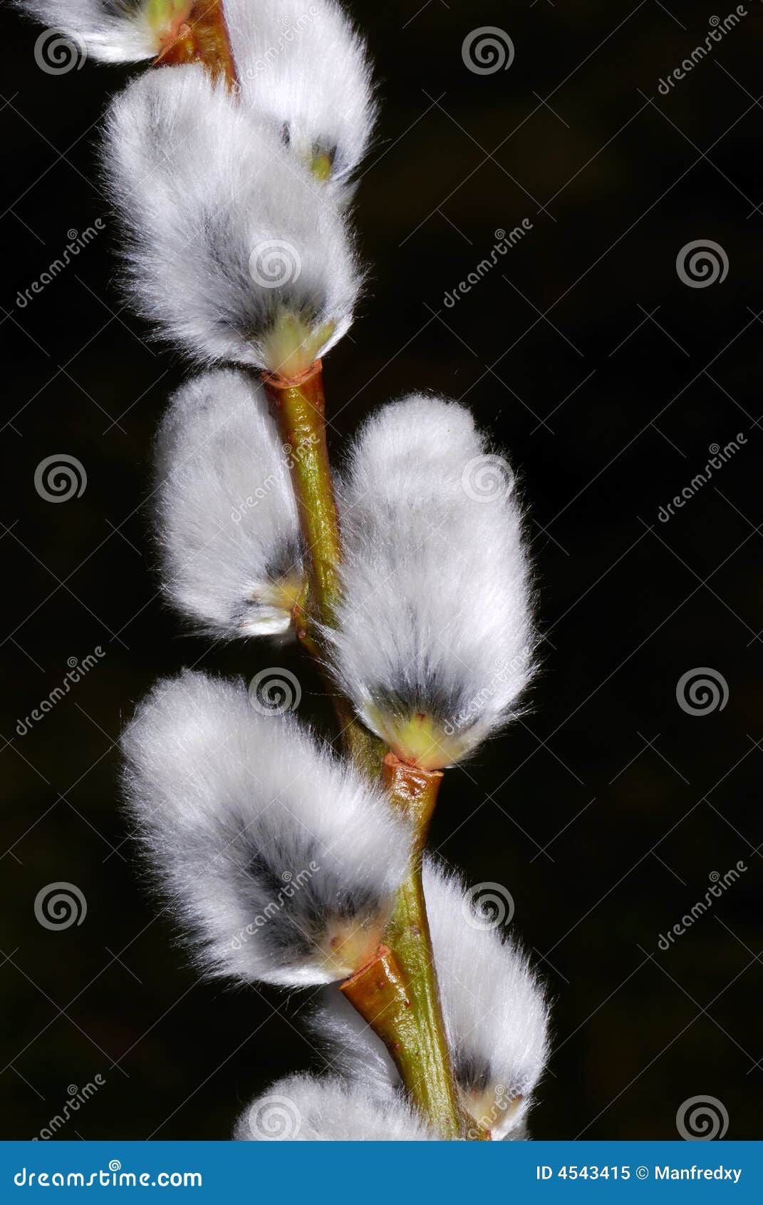 Branch of a willow (catkin)