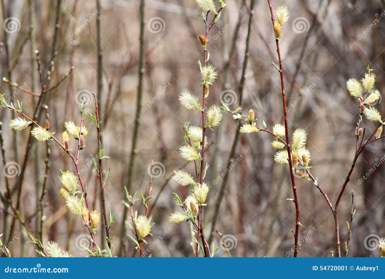 Willow Salix Discolor Stock Image Image Of White Symbol 54720001