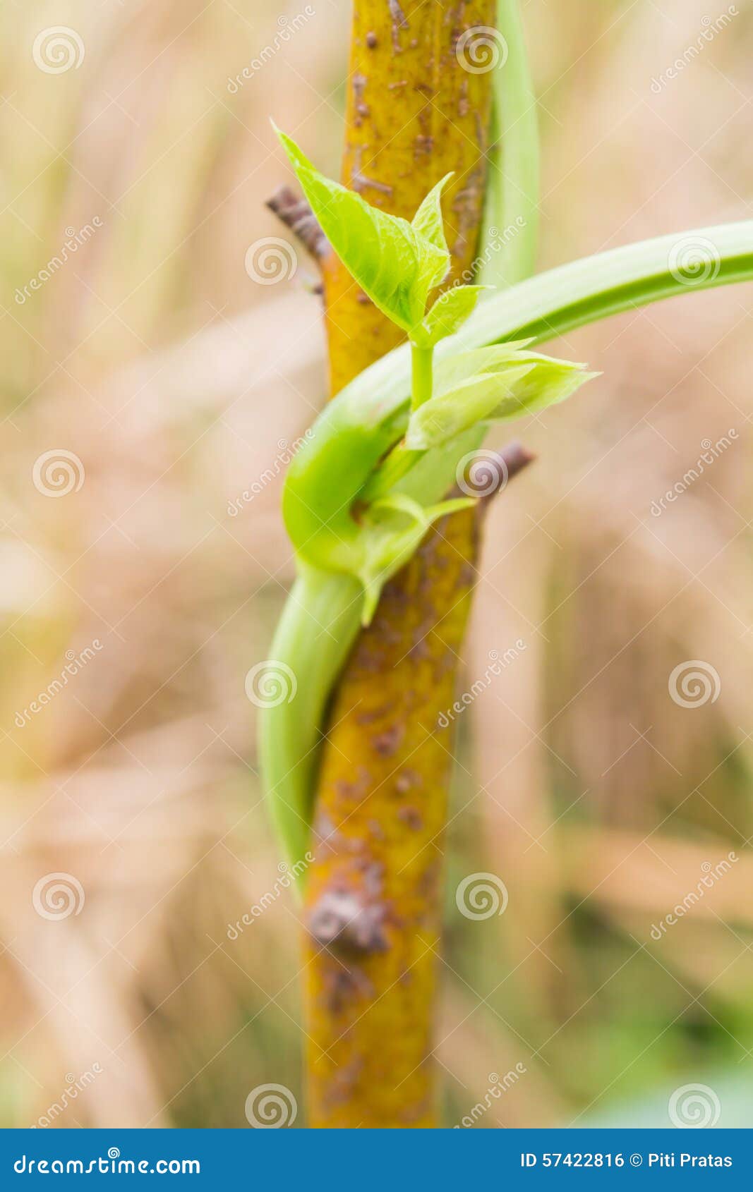 Put forth leave-buds or treetop in nature