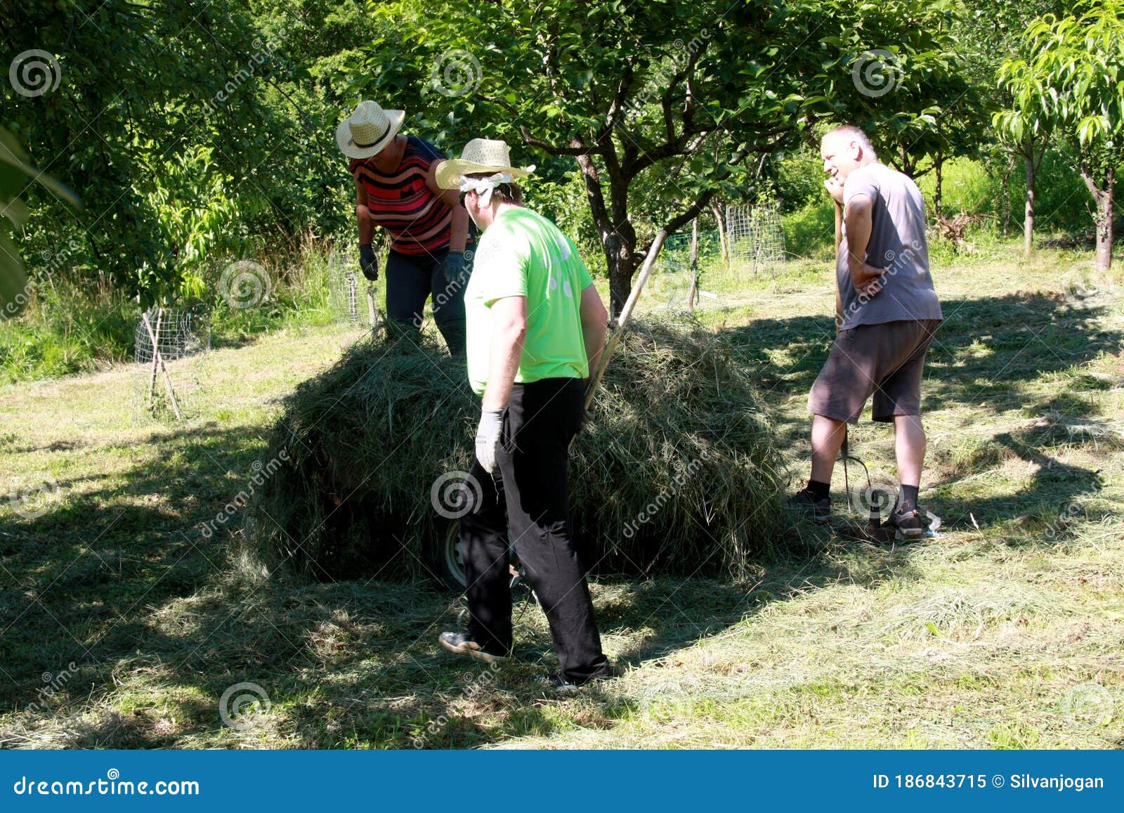 putting the grass on the trailor. farm chores, working on a field and raking the grass.
