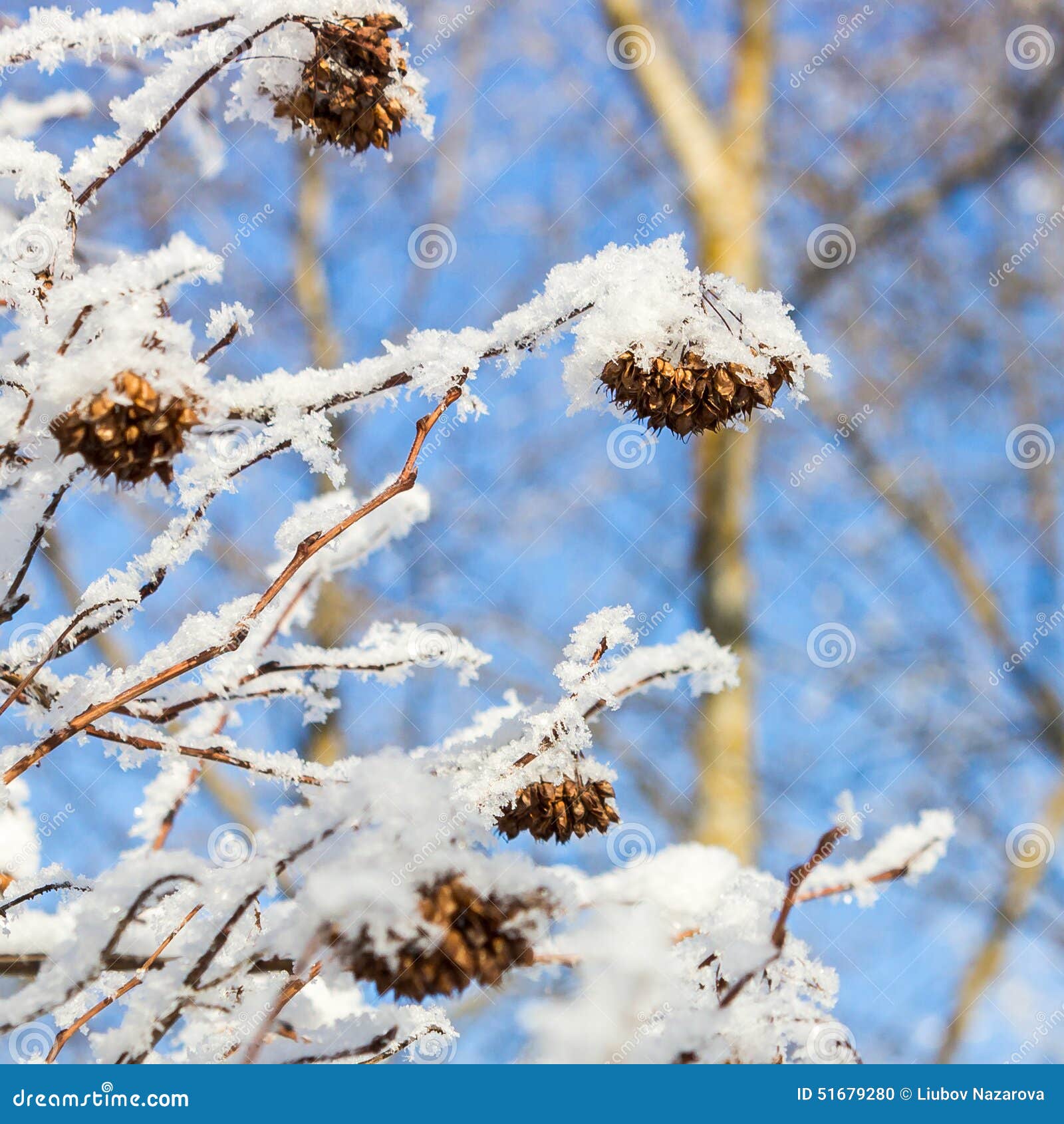 Puzyreplodnik Kalinolistny, Physocarpus Opulifolius Stock Photo - Image ...