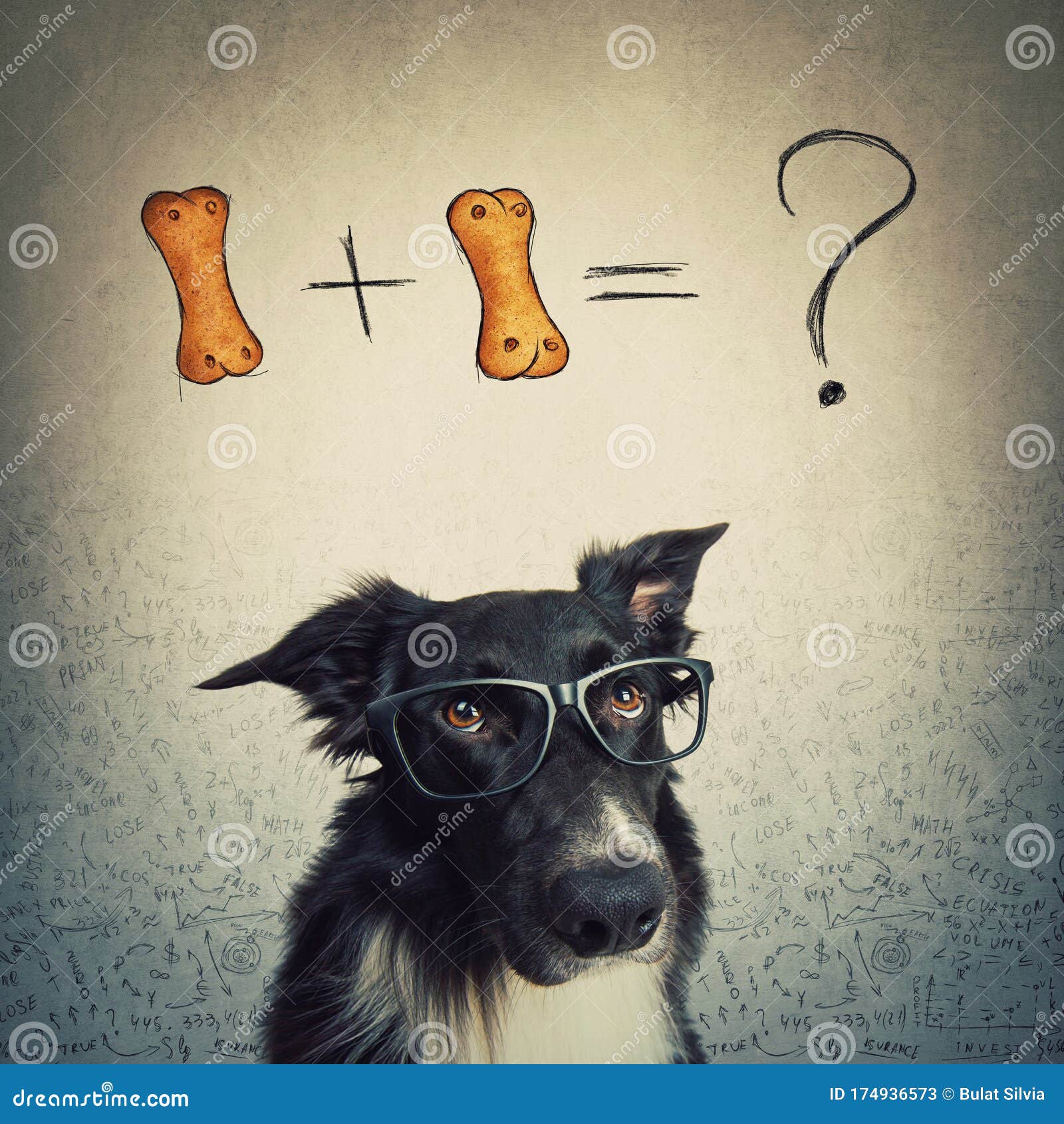 puzzled dog wearing eyeglasses trying to calculate 1+1 biscuit formula. funny border collie has counting questions, solving