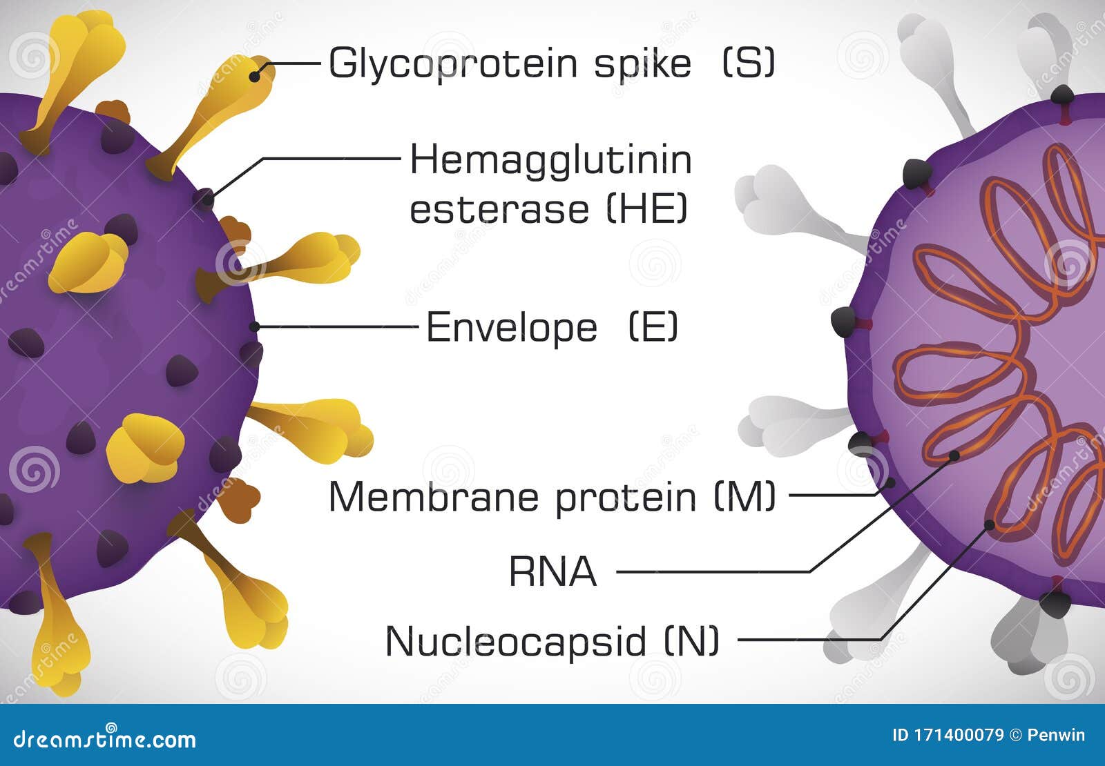 infographic depicting the coronavirus structure,  