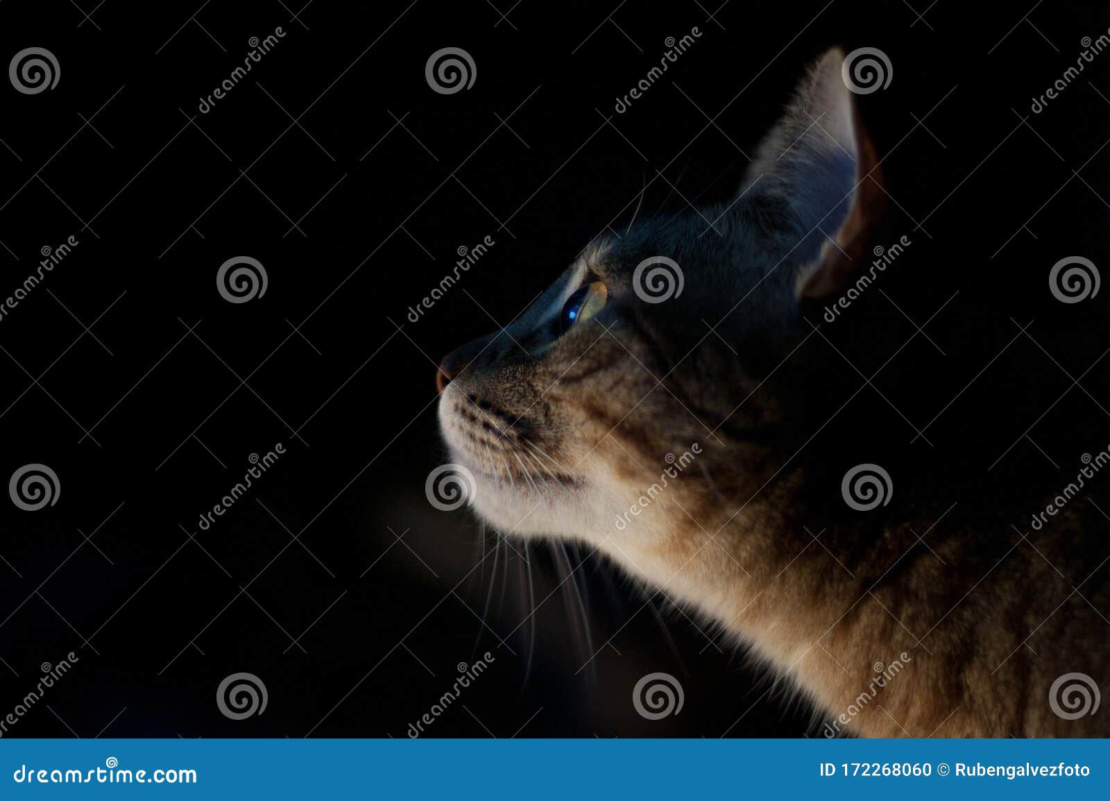 Portrait of cat at night stock photo. Image of hunting 172268060