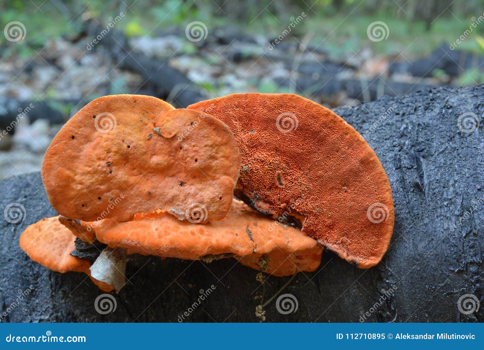 pycnoporus cinnabarinus, also known as the cinnabar polypore