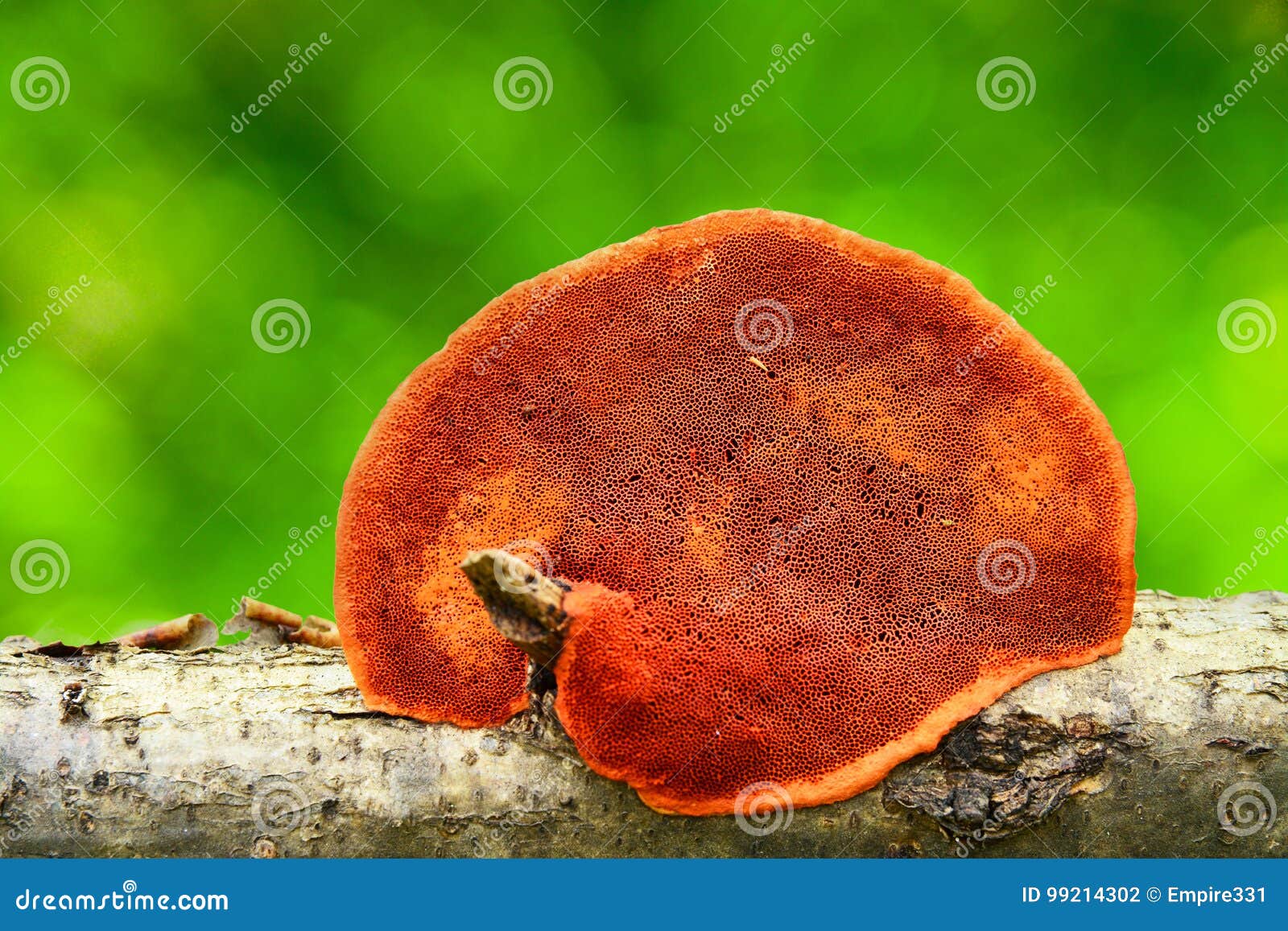 pycnoporus cinnabarinus mushroom