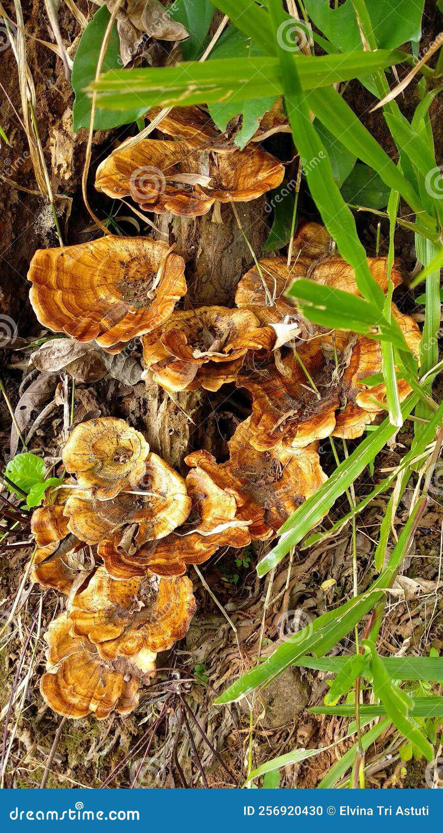 pycnoporus sanguineus mushroom