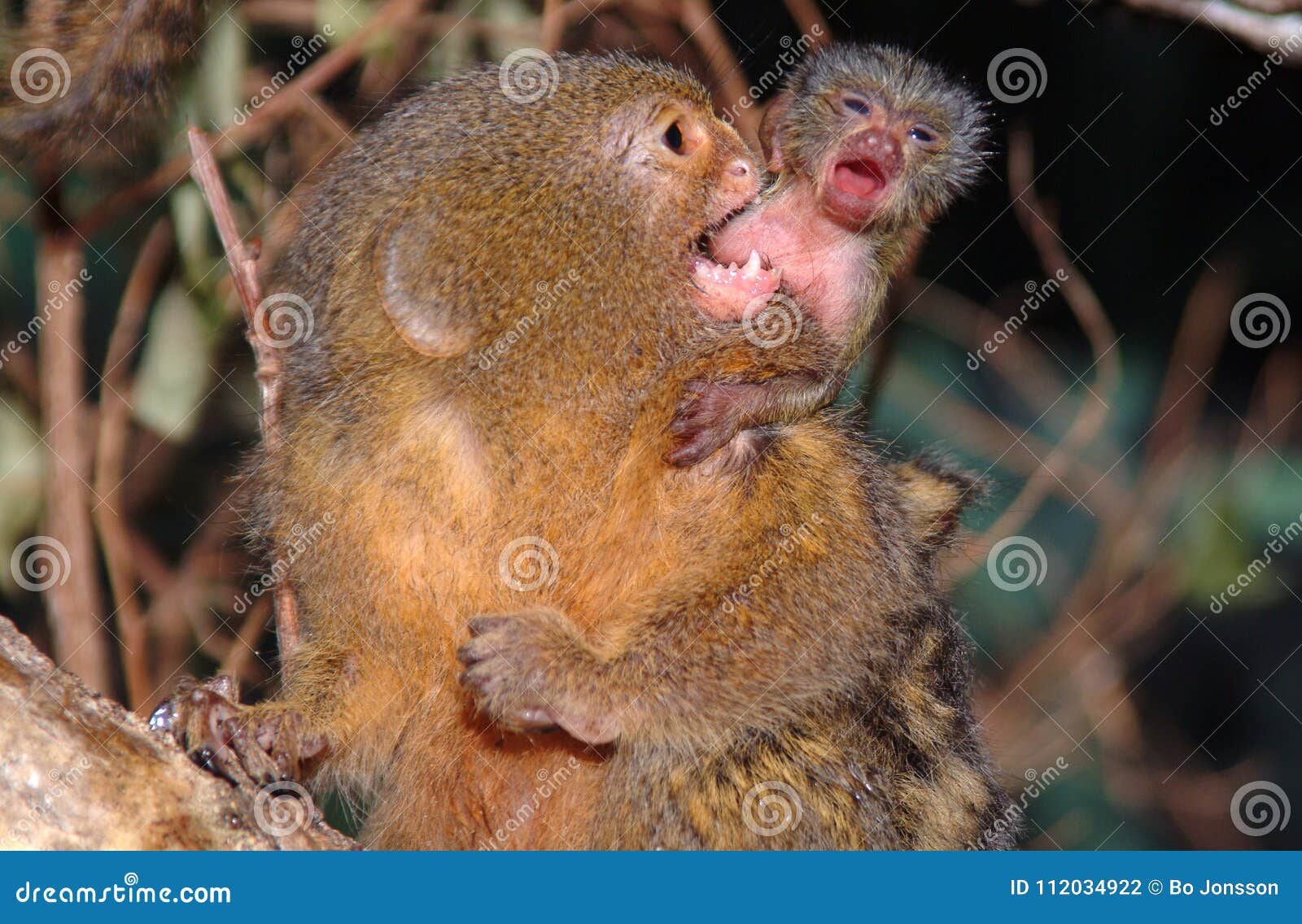 Pygmaea De Cebuella De Bebe D Ouistiti Pygmeen Photo Stock Image Du Monde Jeune Pygmaea De Cebuella De Bebe D Ouistiti Pygmeen Photo Stock Image Du Monde Jeune
