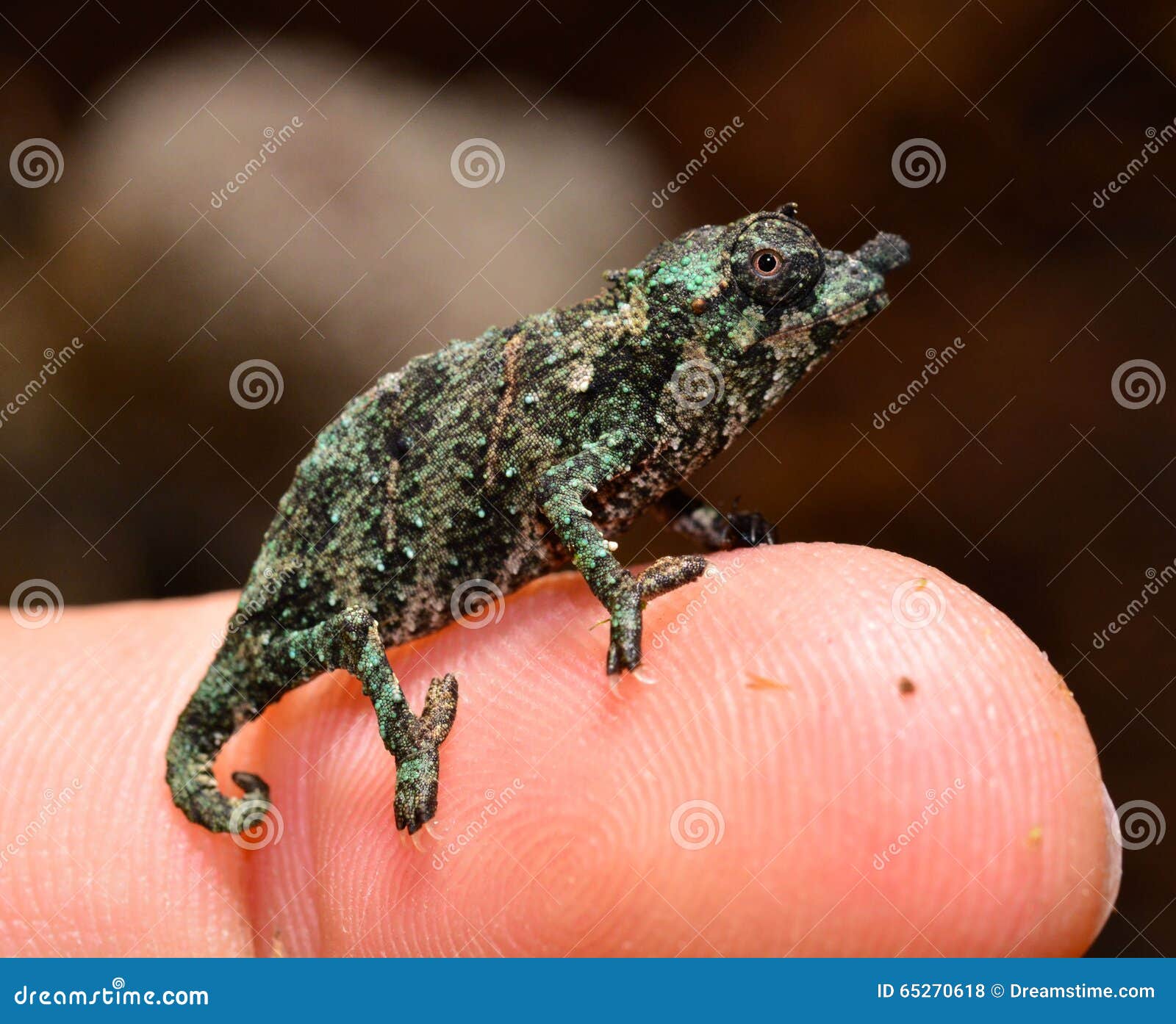 Pygmy Chameleon stock photo. Image of chameleon, dragon - 65270618