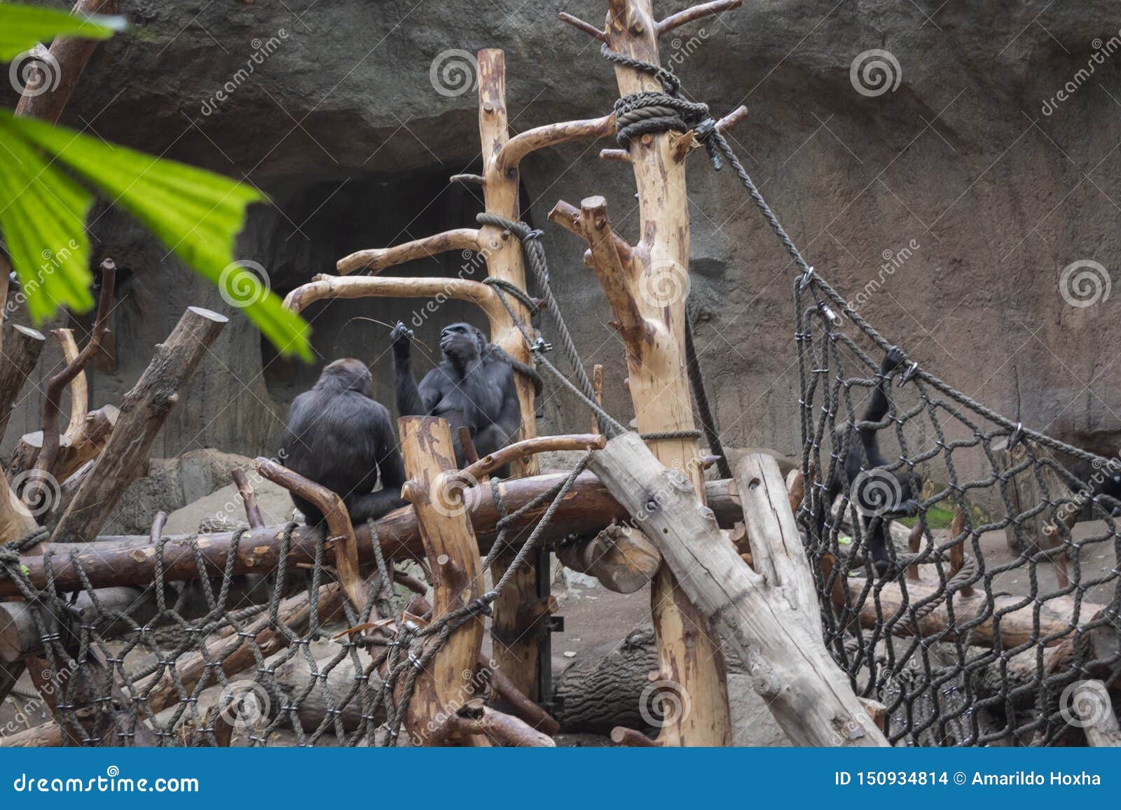 pygmy chimpanzees playing