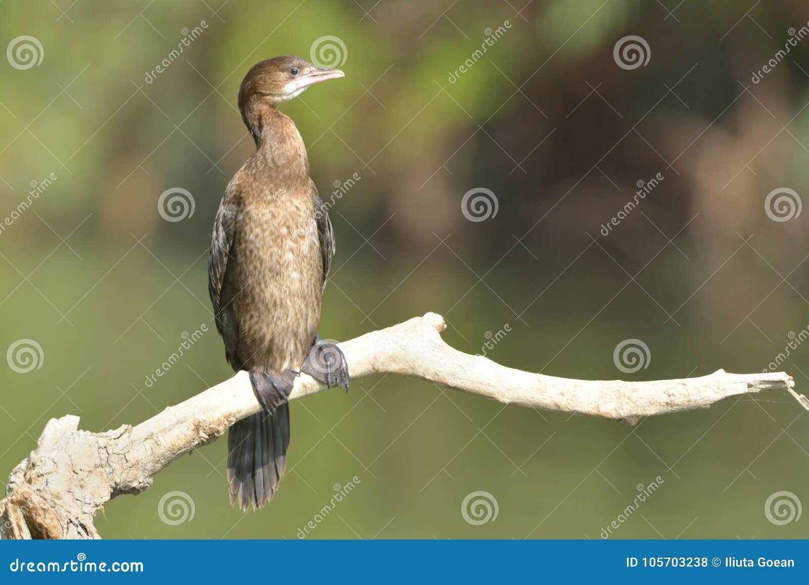 pygmy cormorant on a branch