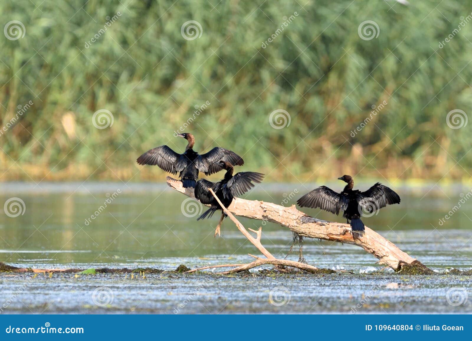 pygmy cormorant & x28;microcarbo pygmeus& x29;