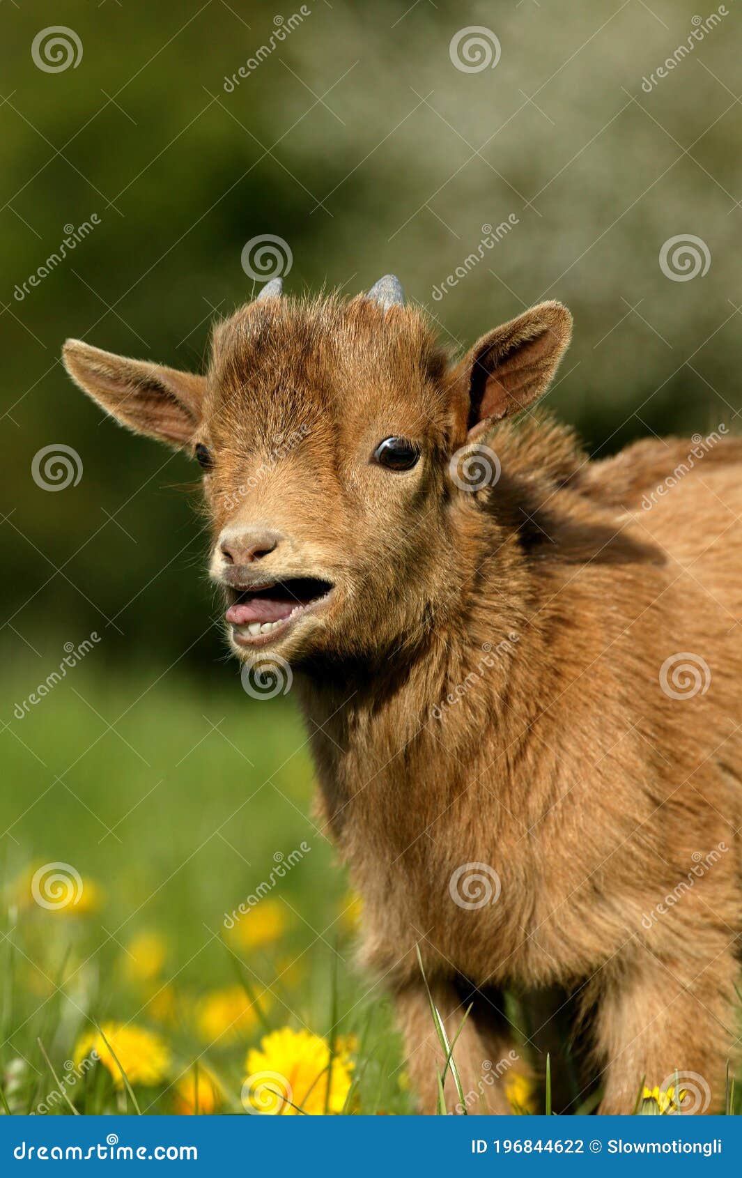 Pygmy Goat or Dwarf Goat Capra Hircus 3 Months Old Baby Goat Calling 库存