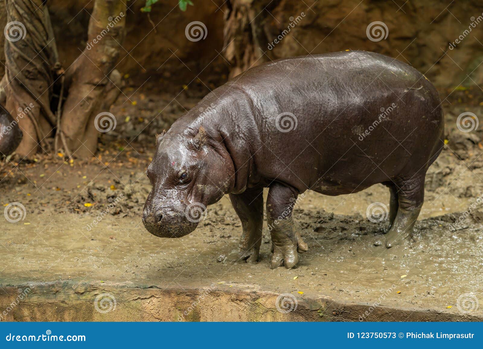 the pygmy hippopotamus is a small hippopotamid