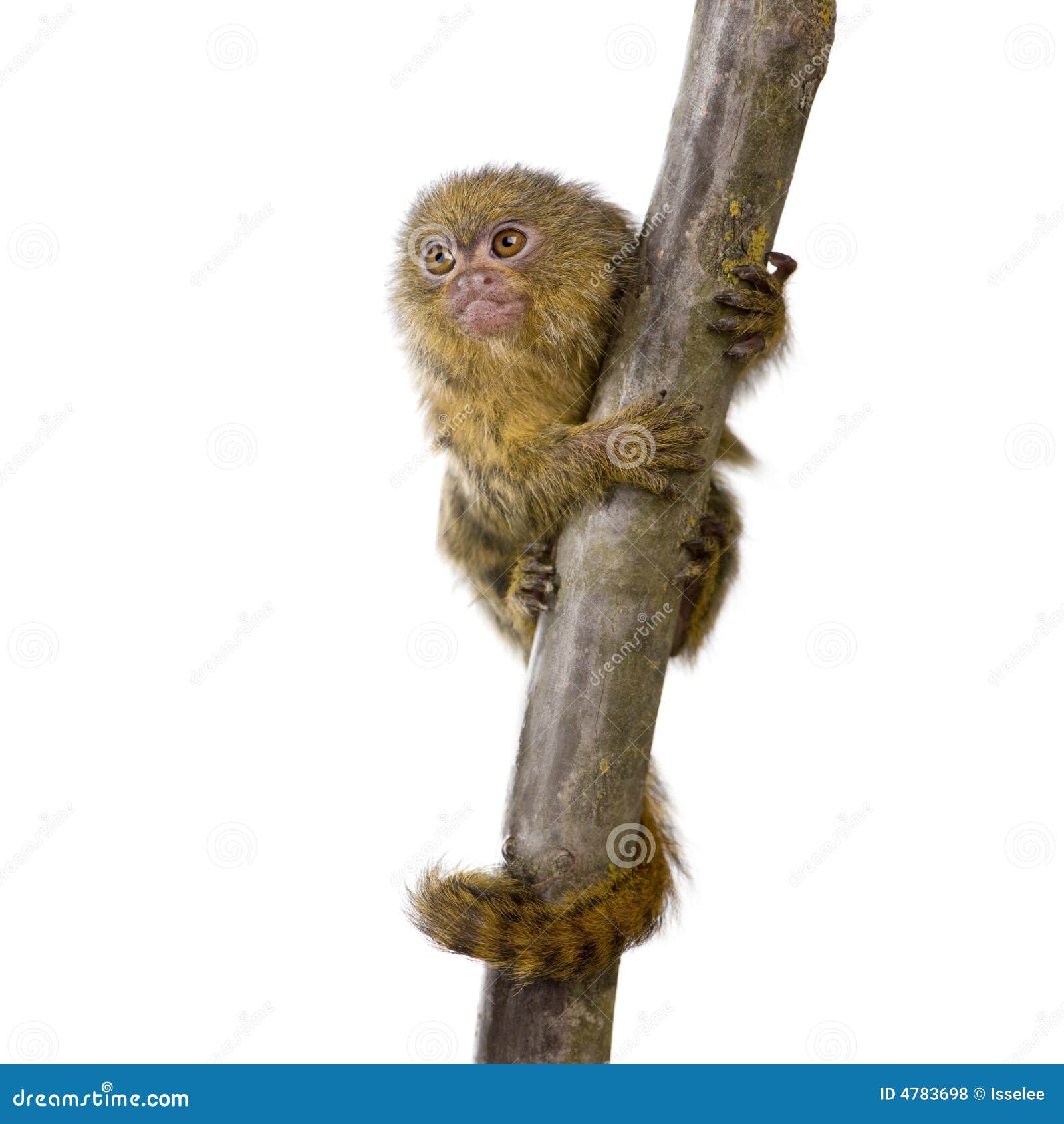 pygmy marmoset (5 weeks)