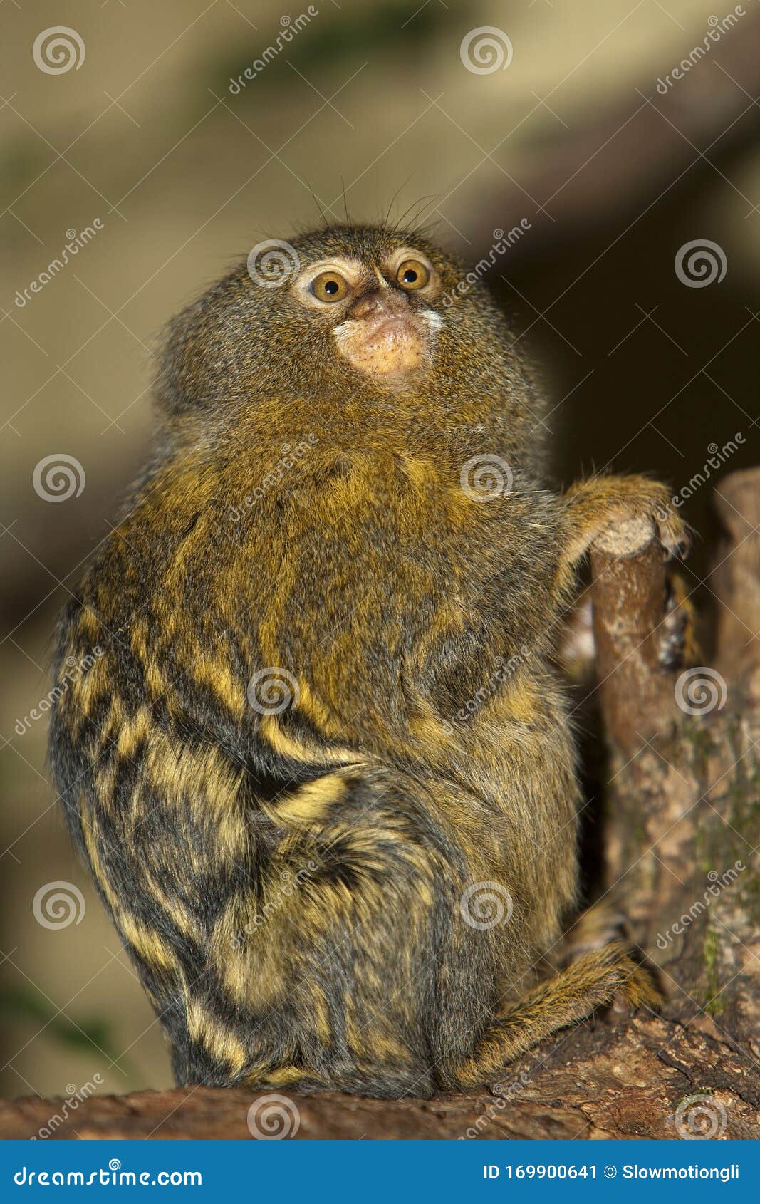 ouistiti pygmee callithrix pygmaea